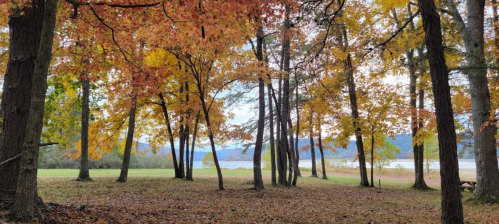 A serene autumn scene with colorful leaves, trees, and a view of a lake in the background.