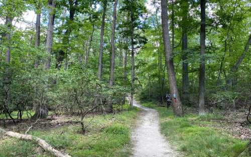 A winding dirt path through a lush green forest with tall trees and underbrush on either side.