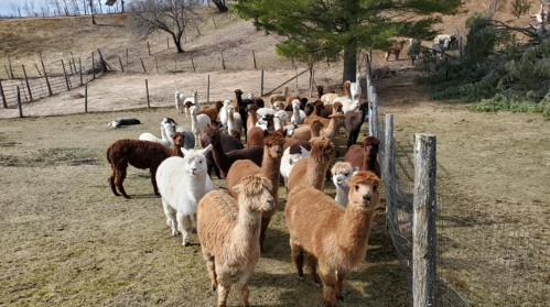 A group of various colored alpacas gathered near a fence in a grassy field.
