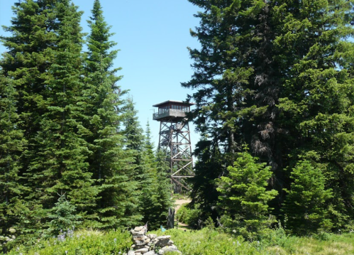 A wooden fire lookout tower stands among tall green trees under a clear blue sky.