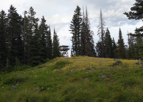 A forested landscape with a grassy hill and a lookout tower among tall pine trees under a cloudy sky.