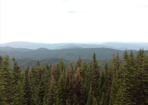 A panoramic view of dense evergreen forests and rolling mountains under a cloudy sky.