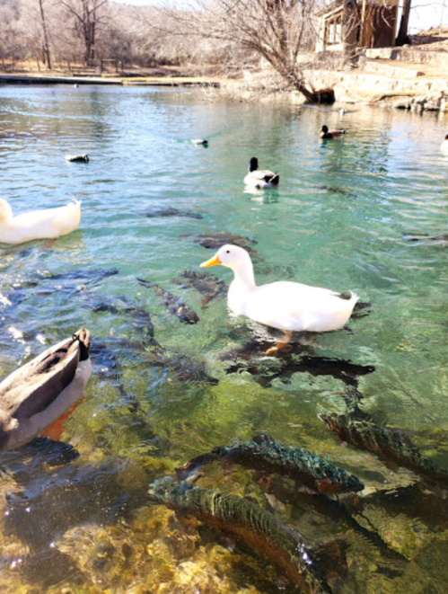 A serene pond with various ducks swimming, surrounded by clear water and visible fish beneath the surface.