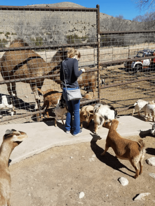 A person interacts with goats at a petting zoo, with camels and a vehicle in the background.