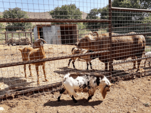 A small goat and several larger animals are seen in a fenced farmyard with trees and a barn in the background.