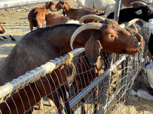 A goat with curved horns leans against a fence, surrounded by other goats and sheep in a farm setting.