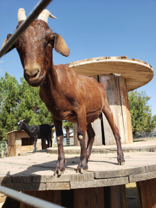 A brown goat stands on a wooden platform, with trees and another animal in the background under a clear blue sky.