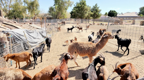 A farm scene with various goats and an alpaca in a fenced area under a clear blue sky.