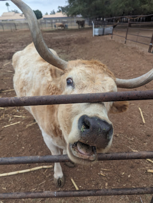 A close-up of a brown and white cow with horns, looking through a metal fence in a farm setting.