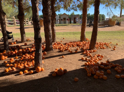 A sunny outdoor scene with scattered pumpkins under pine trees, creating a rustic autumn atmosphere.