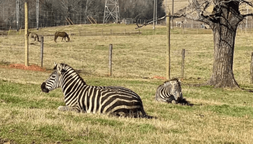 Two zebras resting in a grassy field, with horses grazing in the background under a clear sky.