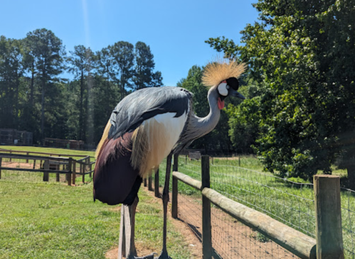 A tall bird with a striking crown of feathers stands by a fence in a sunny outdoor setting.