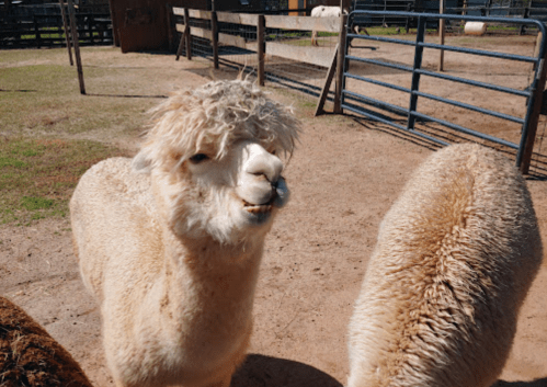 A fluffy alpaca with a playful expression stands in a pen, surrounded by other alpacas in the background.