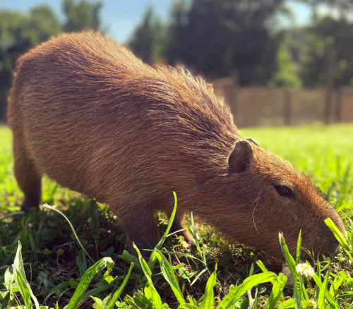 A capybara grazing on green grass in a sunny outdoor setting.
