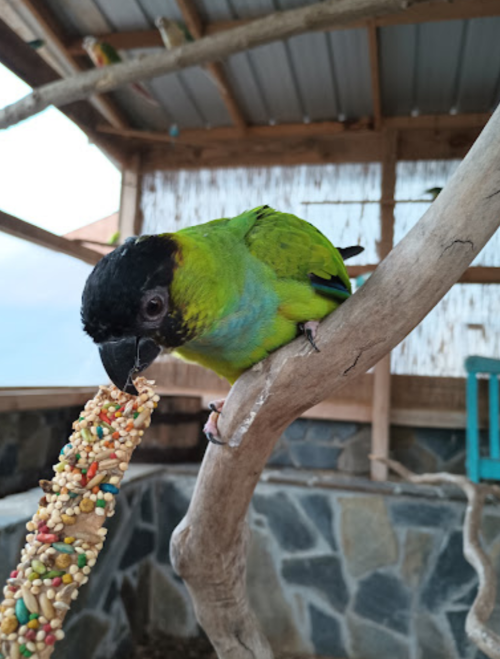 A colorful parrot perched on a branch, pecking at a seed stick in a rustic setting.