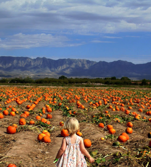 A young child in a dress walks through a pumpkin field with mountains in the background under a blue sky.