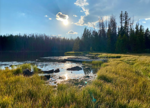 Sunlight reflects on a serene lake surrounded by tall grass and trees, with a clear blue sky and scattered clouds.