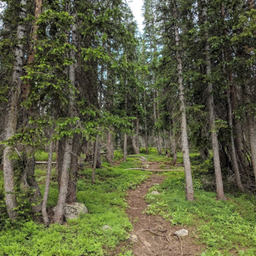 A narrow dirt path winding through a dense forest of tall pine trees and lush green undergrowth.