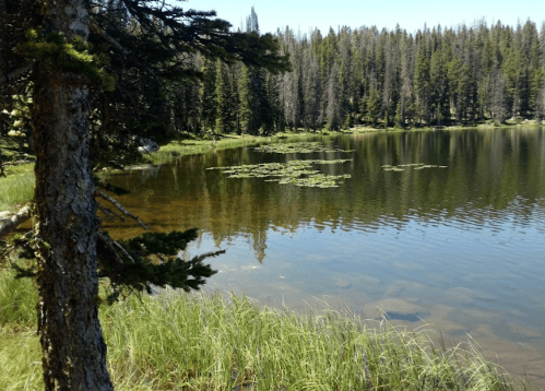 A serene lake surrounded by tall trees and grassy banks, with lily pads floating on the calm water's surface.
