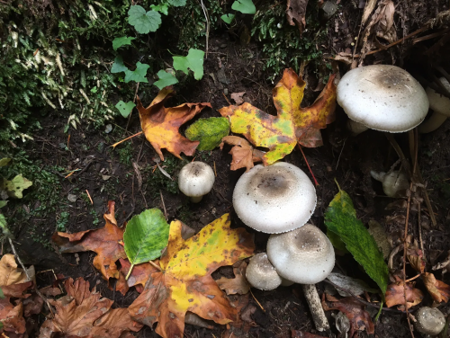 Mushrooms growing on the forest floor surrounded by colorful autumn leaves and moss.