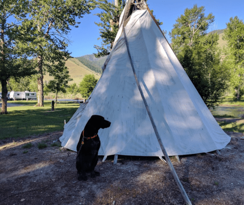 A black dog sits beside a white teepee in a grassy area with trees and mountains in the background.