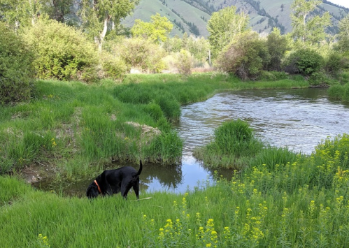 A black dog drinks from a stream surrounded by lush green grass and trees, with mountains in the background.
