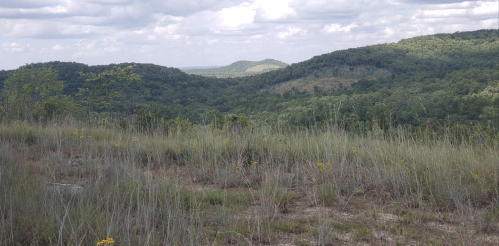 A scenic view of rolling green hills under a cloudy sky, with tall grass and wildflowers in the foreground.