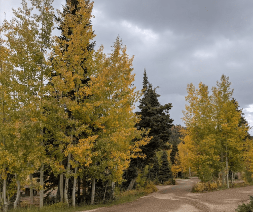 A winding gravel path surrounded by tall trees with vibrant yellow and green leaves under a cloudy sky.