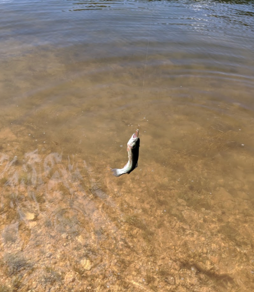 A fish is caught on a line, suspended above shallow water with a rocky bottom.