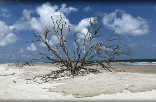 A barren tree stands on a sandy beach under a blue sky with fluffy clouds, waves gently lapping at the shore.