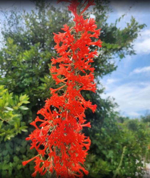 A vibrant cluster of red flowers against a backdrop of green foliage and a cloudy sky.