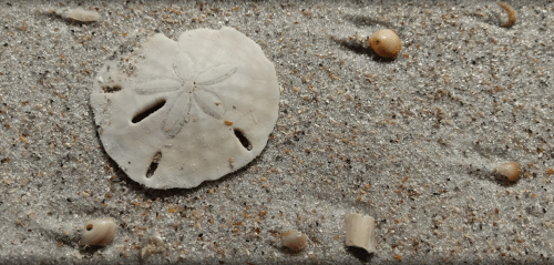 A sand dollar and small seashells scattered on sandy beach.