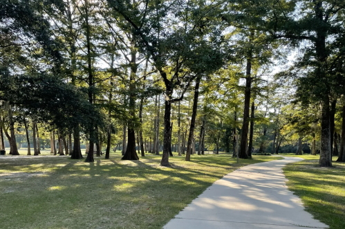 A serene park scene with a winding path surrounded by tall trees and dappled sunlight filtering through the leaves.
