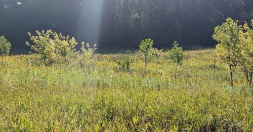 A sunlit meadow with wildflowers and small trees, surrounded by a dense forest in the background.