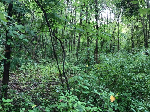 Lush green forest with dense trees and underbrush, creating a serene and natural environment.
