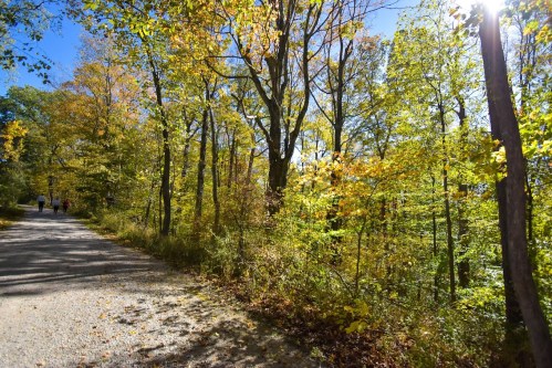 A sunny path through a forest with vibrant autumn leaves and people walking in the distance.