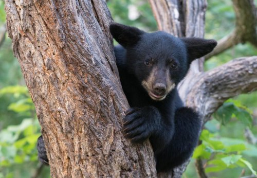 A black bear cub peeks out from a tree, surrounded by green foliage.