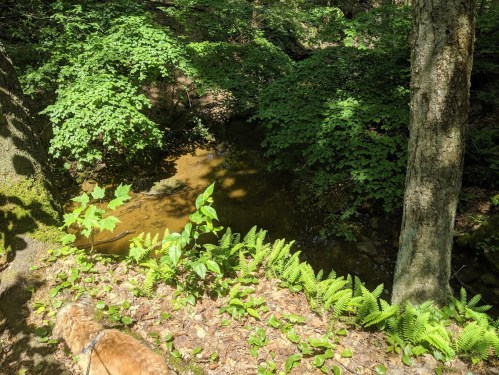 A serene forest scene with a small stream, lush green foliage, and ferns along the bank, with a dog in the foreground.