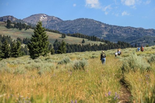 A group of hikers walking through a grassy field with mountains in the background under a clear blue sky.