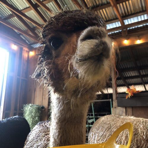A close-up of an alpaca with a unique hairstyle, looking curiously at the camera in a barn setting.
