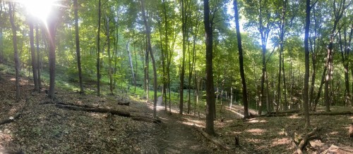 A serene forest scene with tall trees, dappled sunlight, and a winding dirt path through lush greenery.