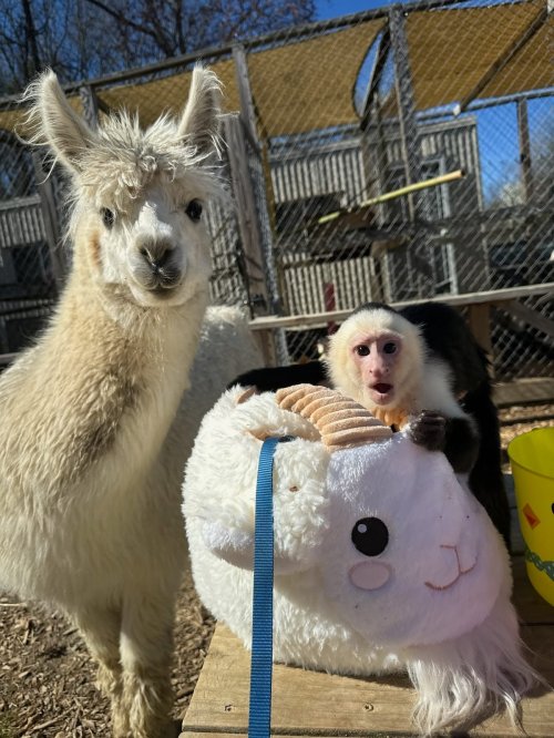 A llama and a capuchin monkey sit beside a plush sheep toy in a sunny outdoor enclosure.