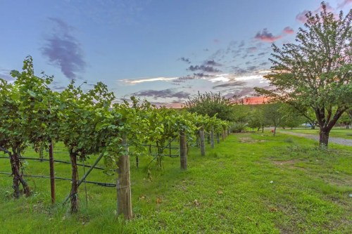 A scenic vineyard at sunset, with lush green vines and a tree, under a colorful sky filled with clouds.