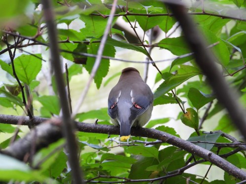 A bird perched on a branch, viewed from behind, surrounded by green leaves.