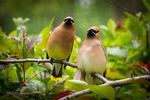 Two birds with brown and yellow plumage perched on a branch surrounded by green leaves.