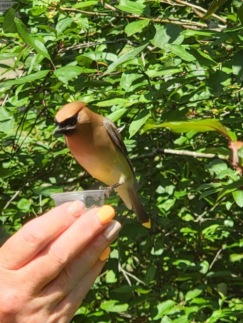 A person holds a small bird perched on a cup, surrounded by green foliage. The bird has a brown and yellow plumage.