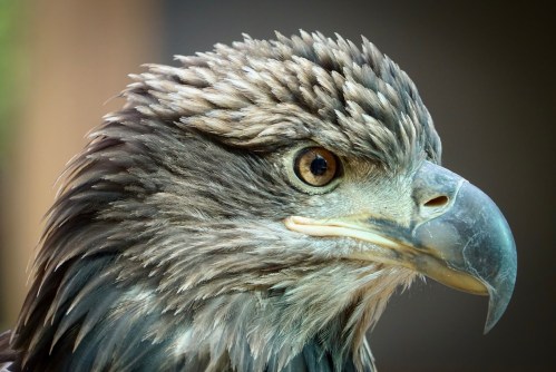 Close-up of an eagle's head, showcasing its sharp beak and intense eye, with detailed feathers.