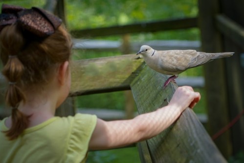 A girl in a yellow shirt watches a dove perched on a wooden railing in a natural setting.