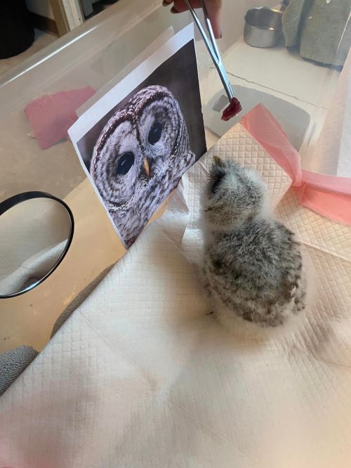 A fluffy owl chick looks at a photo of an adult owl, with a person holding a piece of food nearby.