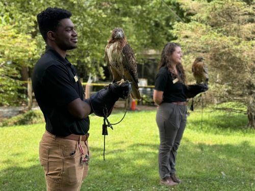 Two individuals hold hawks on their gloved hands in a green outdoor setting, surrounded by trees.